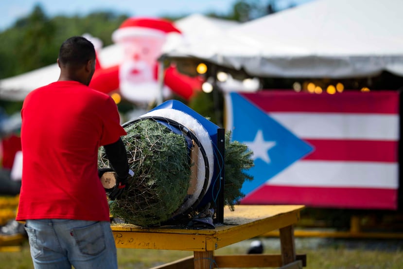 Entusiasmados los boricuas con la compra de árboles de Navidad