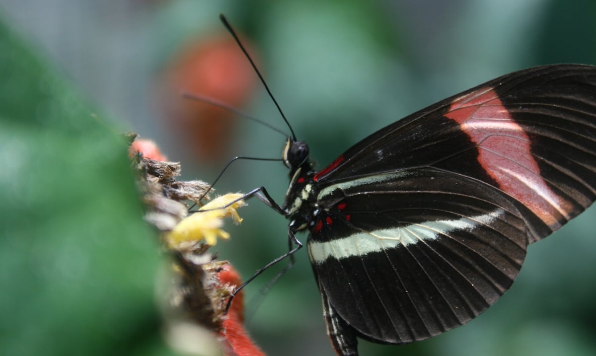 Estudio de la UPR con mariposas contribuye a explicar cómo se forman las especies