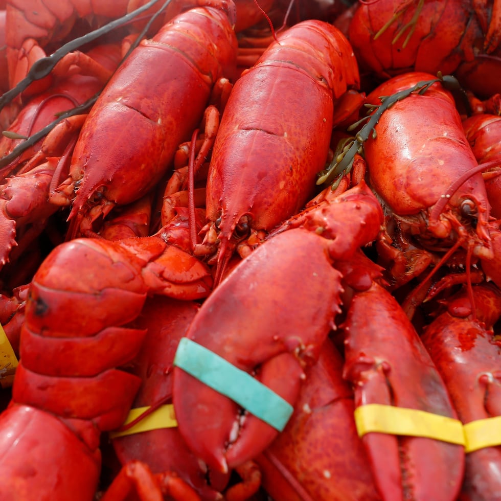 Langostas en exhibición en Foxboro, Massachusetts.