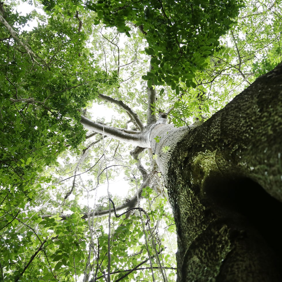 La ceiba nativa de Puerto Rico lleva el nombre científico “Ceiba pentandra”.