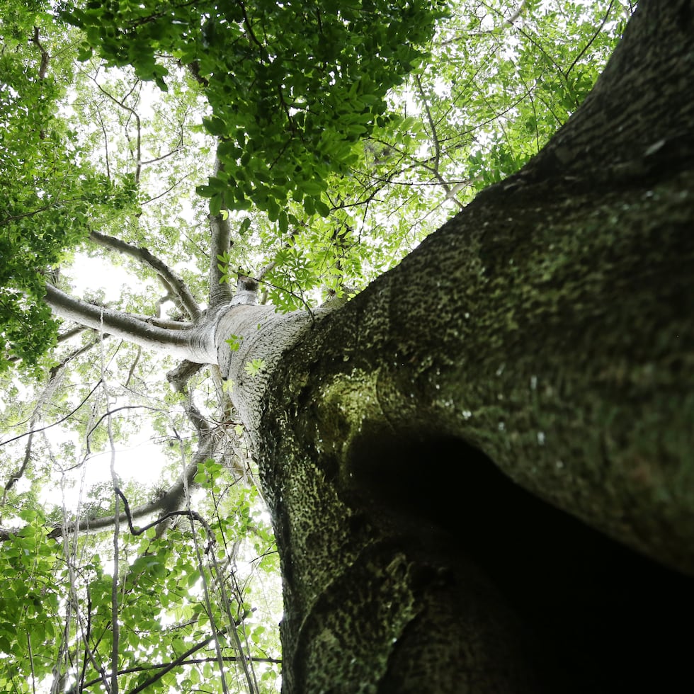 La División de Agresiones del Cuerpo de Investigaciones Criminales (CIC) de Ponce investiga los hechos.