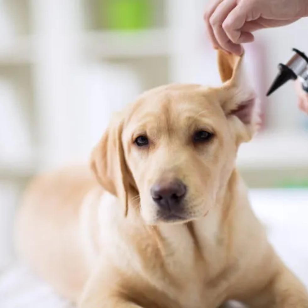 Según el estudio “Radiografía del Consumidor”, de la Cámara de Mercadeo, Industria y Distribución de Alimentos en Puerto Rico, en 2023, el 48% de los hogares en la isla tenían mascotas.