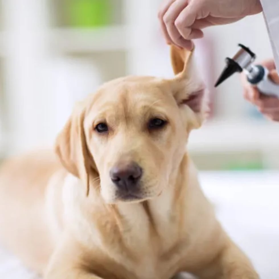 Aproximadamente el 48% de los hogares en Puerto Rico –unos 643,000– tiene mascotas.