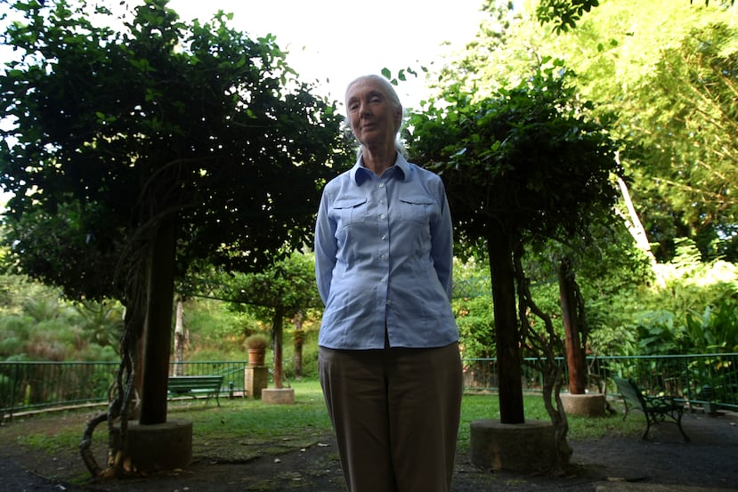 Jane Goodall durante su visita en Puerto Rico en el Jardín Botánico el 3 de noviembre de 2009.