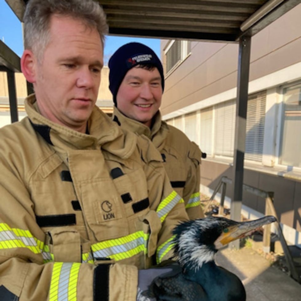Un bombero del Cuerpo de Bomberos de Bremen sostiene a un cormorán herido que había picoteado en la puerta de una sala de urgencias de un hospital de Bremen, Alemania, el domingo 15 de febrero de 2026. (Feuerwehr Bremen/ DPA vía AP)