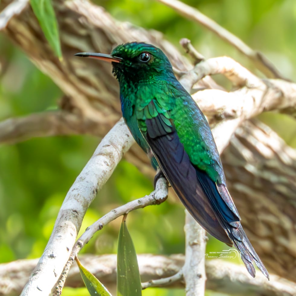 The Puerto Rican emerald (Riccordia maugaeus) or Puerto Rican hummingbird.