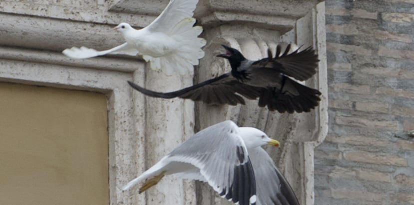Después de que los niños soltaran al par de aves desde la ventana, primero una gaviota y luego un cuervo atacaron a las palomas. (AP)