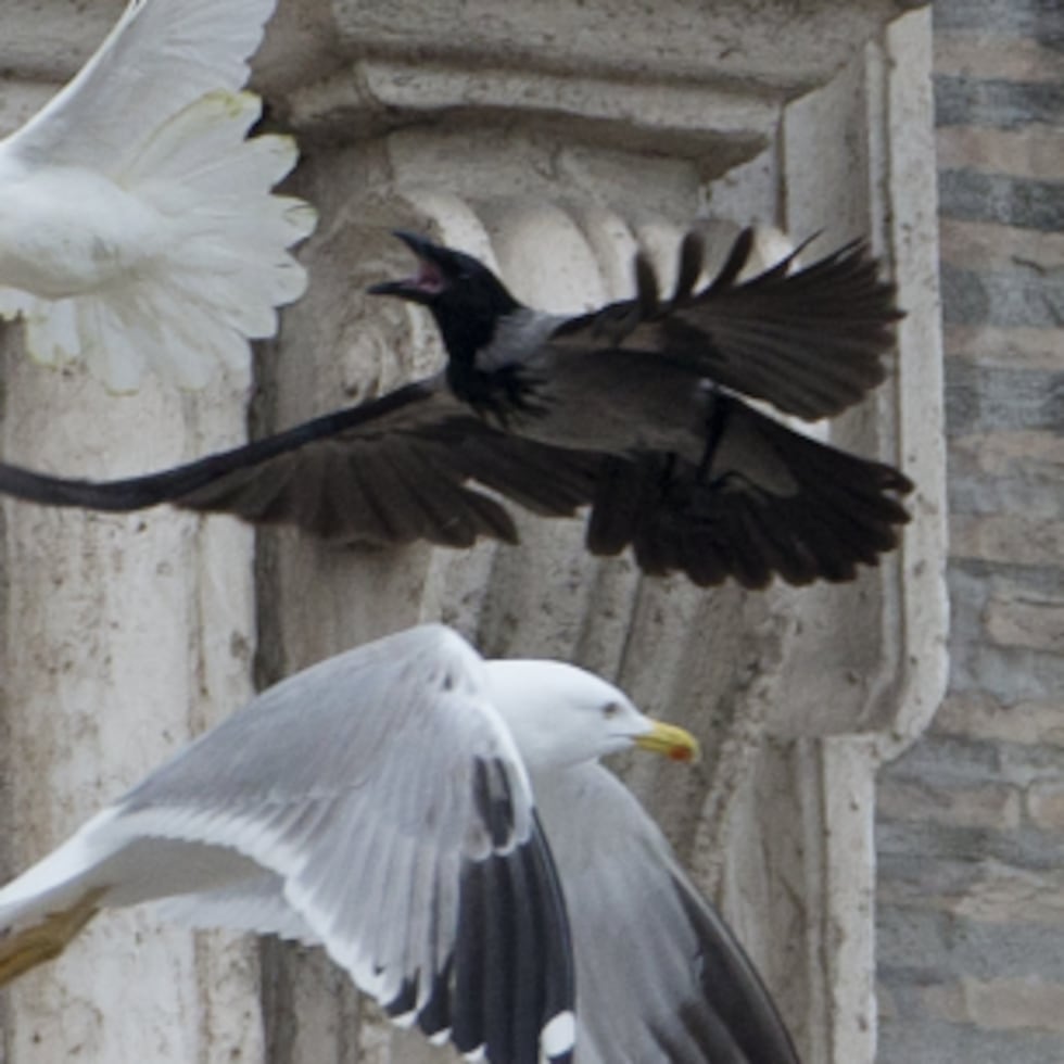 Hay varias expresiones y refranes que hacen alusión a las aves. (AP)