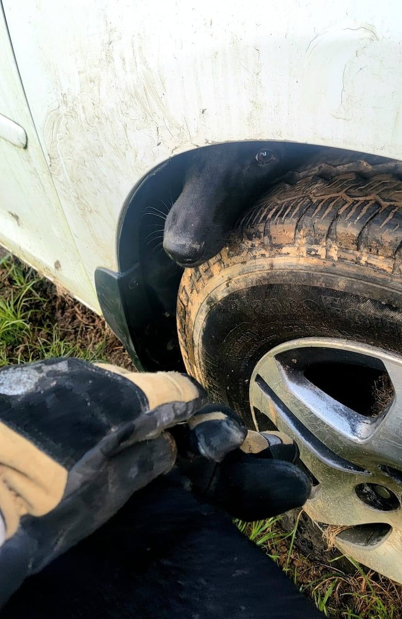 Rescate perrita Fajardo