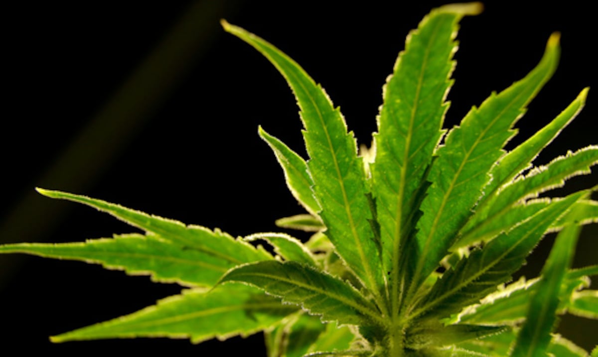 G9 Alliance se opone a proyecto que limitaría acceso al cannabis medicinal
