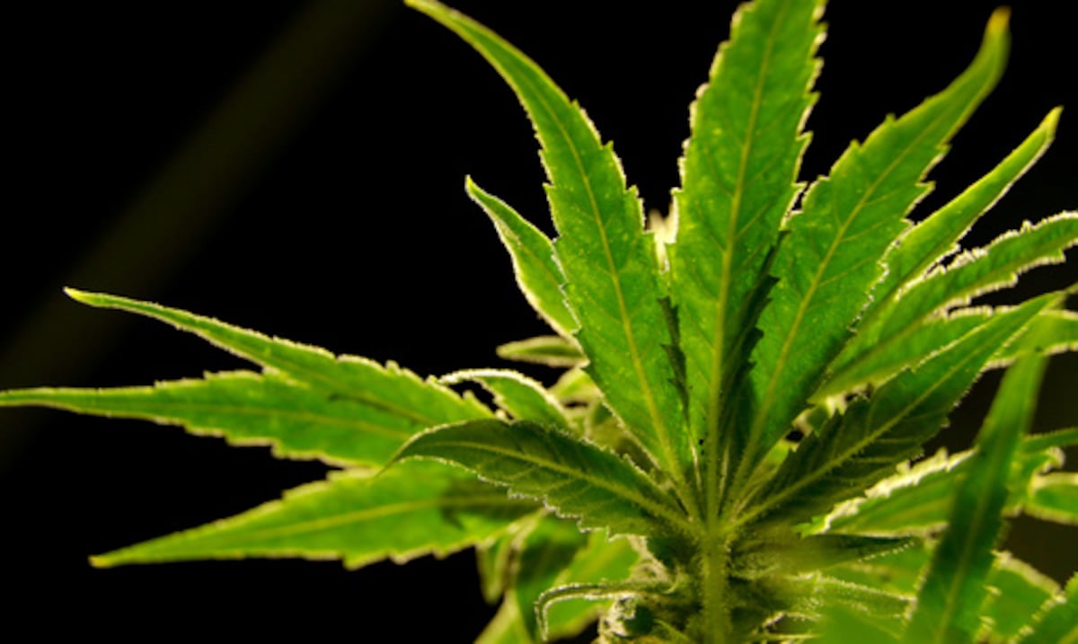 La reclasificación del cannabis: de industria a ecosistema terapéutico