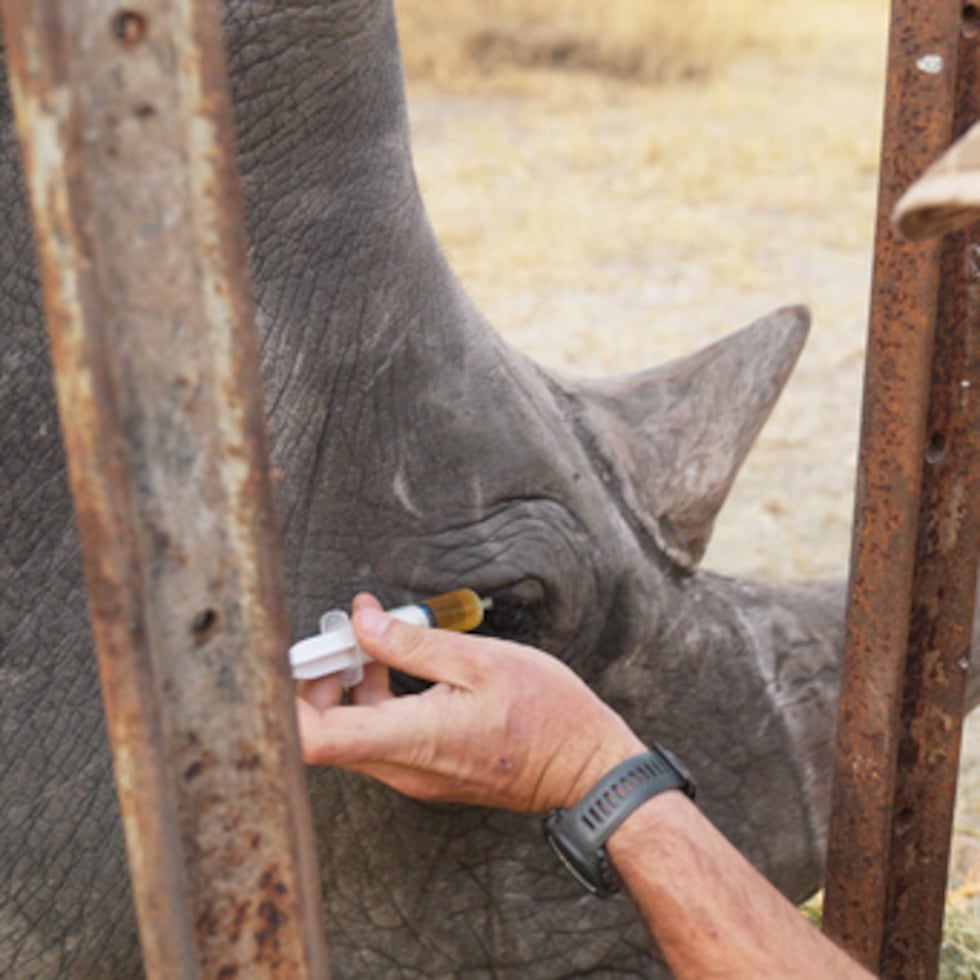 En esta foto de agosto de 2025 facilitada por el Palm Beach Zoo & Conservation Society, Daniel Terblanche aplica medicina a un ojo infectado de un rinoceronte blanco en peligro de extinción en el Imvelo Safari Lodges de Bulawayo, Zimbabue. (John Towey/Palm Beach Zoo & Conservation Society vía AP)