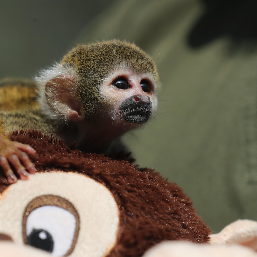 Un bebé mono fraile bautizado como el Punch peruano, fue rescatado y ahora, amarrado a un peluche, como su famoso tocayo japonés, busca el calor que le fue arrebatado por el tráfico ilegal de animales.