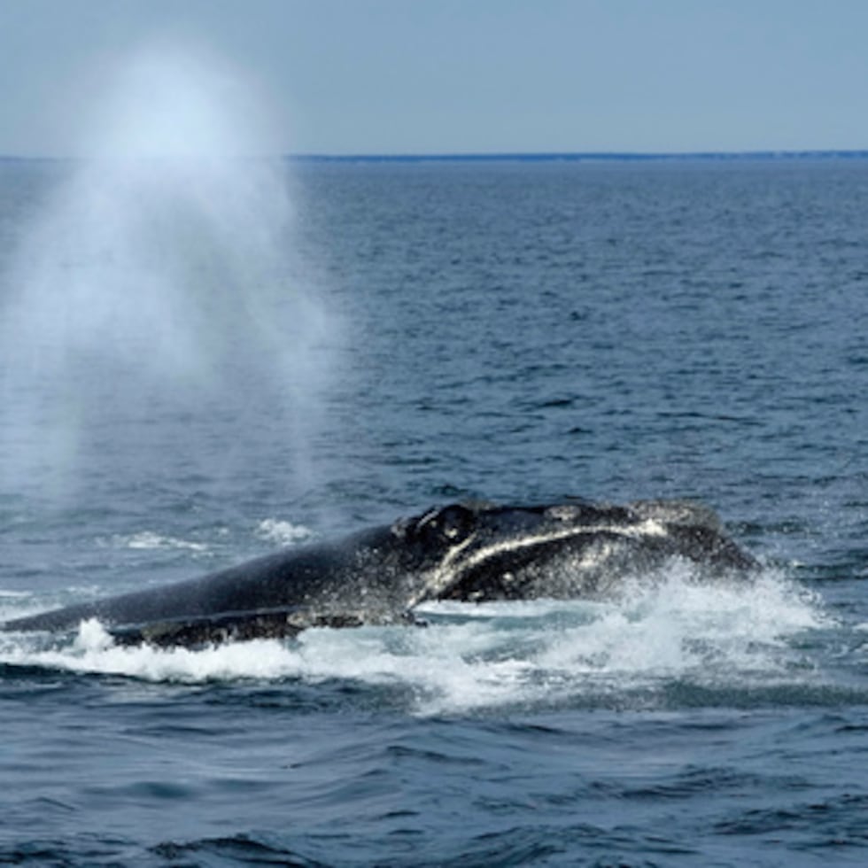 Una ballena franca del Atlántico Norte sale a la superficie en la bahía de Cape Cod en Massachusetts.