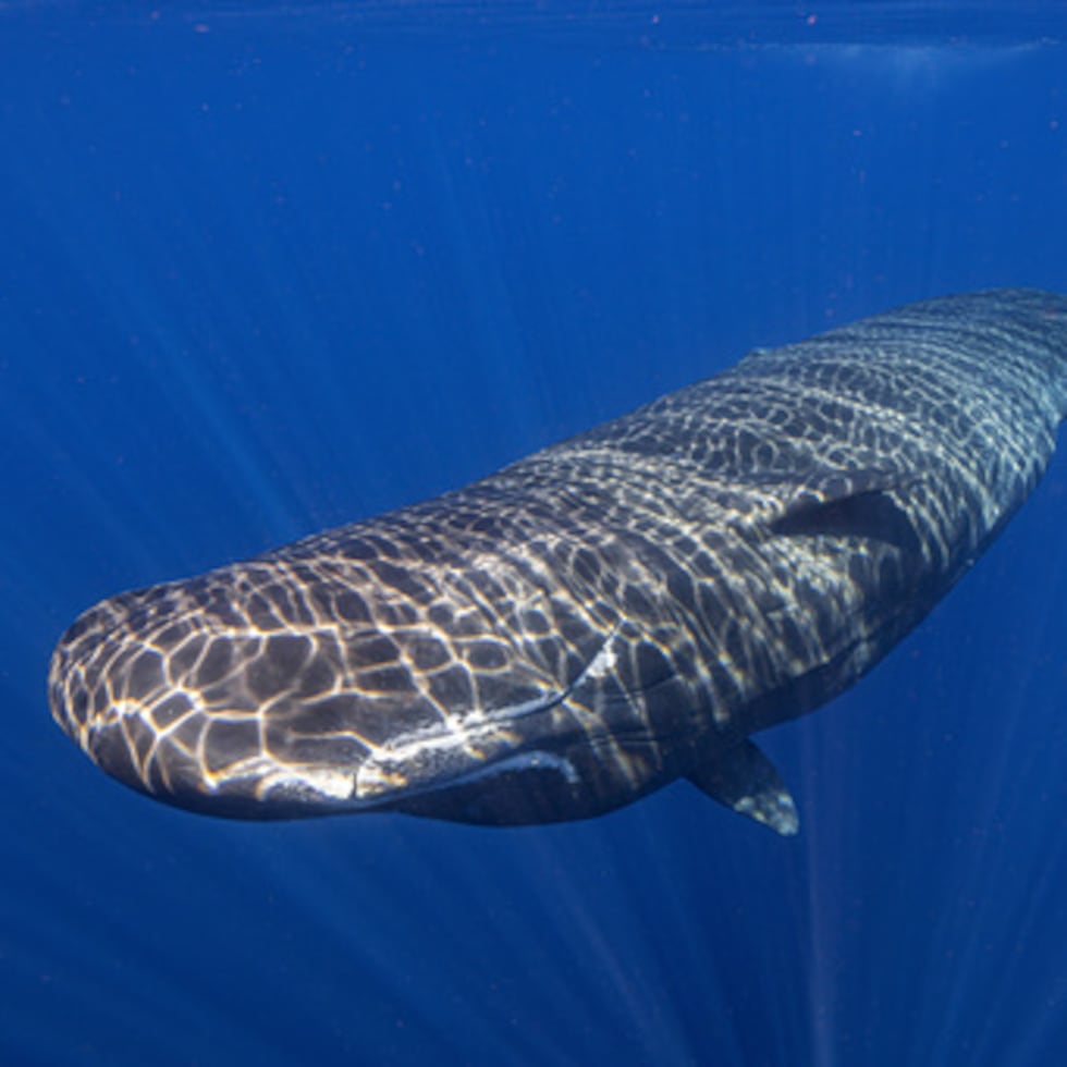 ARCHIVO - La luz ilumina un cachalote nadando frente a la costa de Dominica en marzo de 2024. (Samuel Lam vía AP, Archivo)