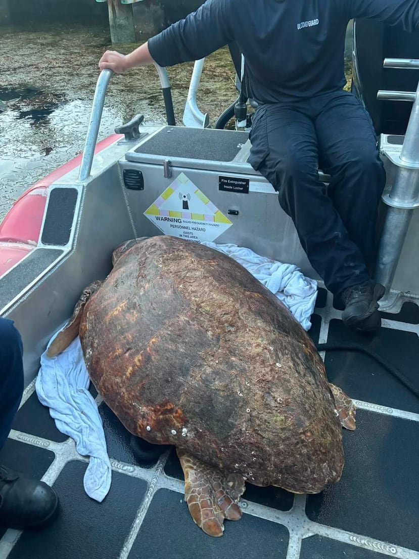 La tortuga boba es una especie amenazada en Estados Unidos.