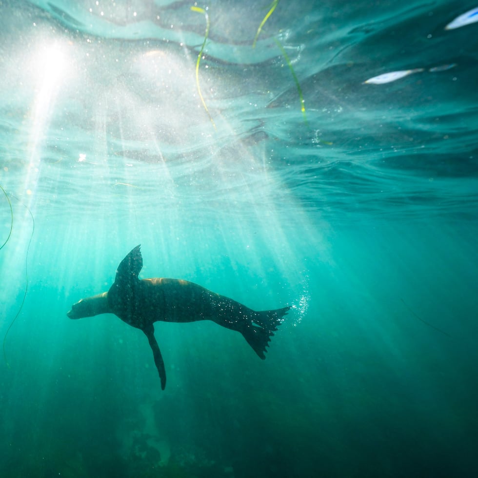 El video parece mostrar a una persona lanzando patadas al león marino en La Jolla Cove, en San Diego.