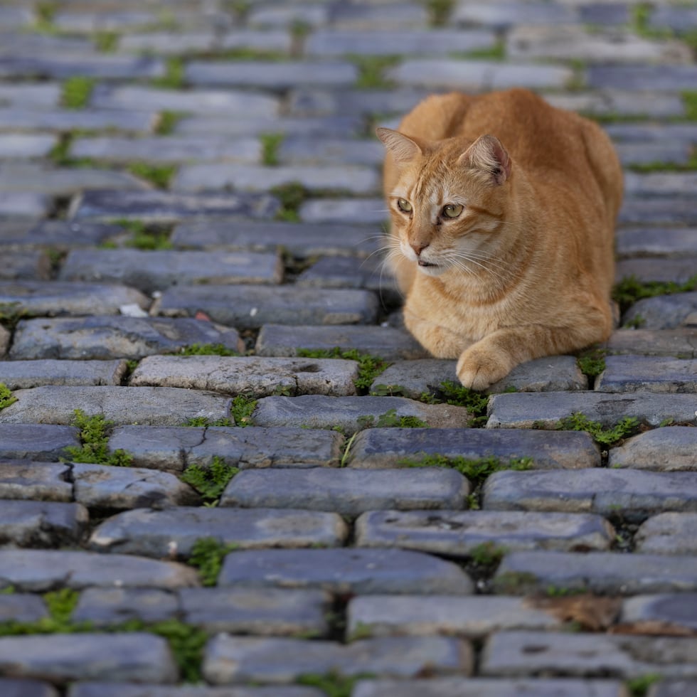 Save a Gato lleva dos décadas con un programa de TNR (atrapar, esterilizar y devolver los felinos) en el Viejo San Juan.
