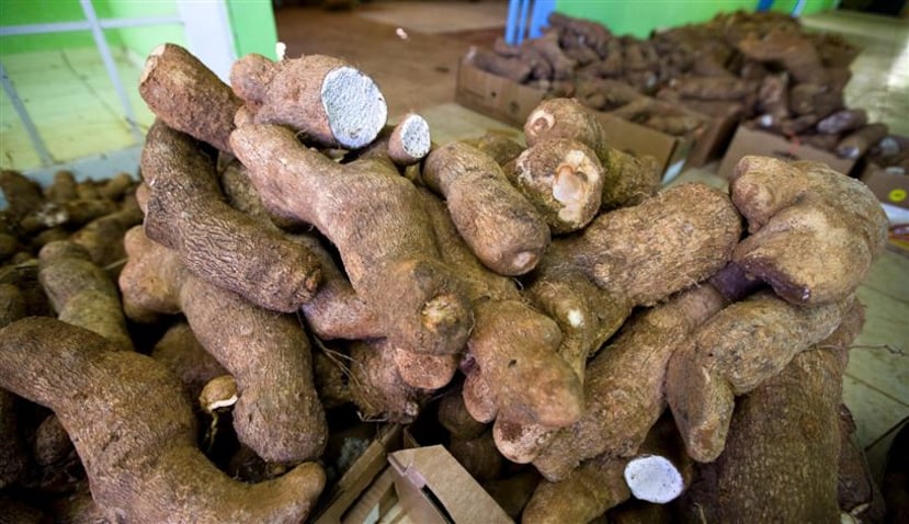 Unas 10,000 libras de esta vianda se cosechan en el barrio Sabana Hoyos ayudando al rescate de la agricultura. (jorge.ramirez@gfrmedia.com)