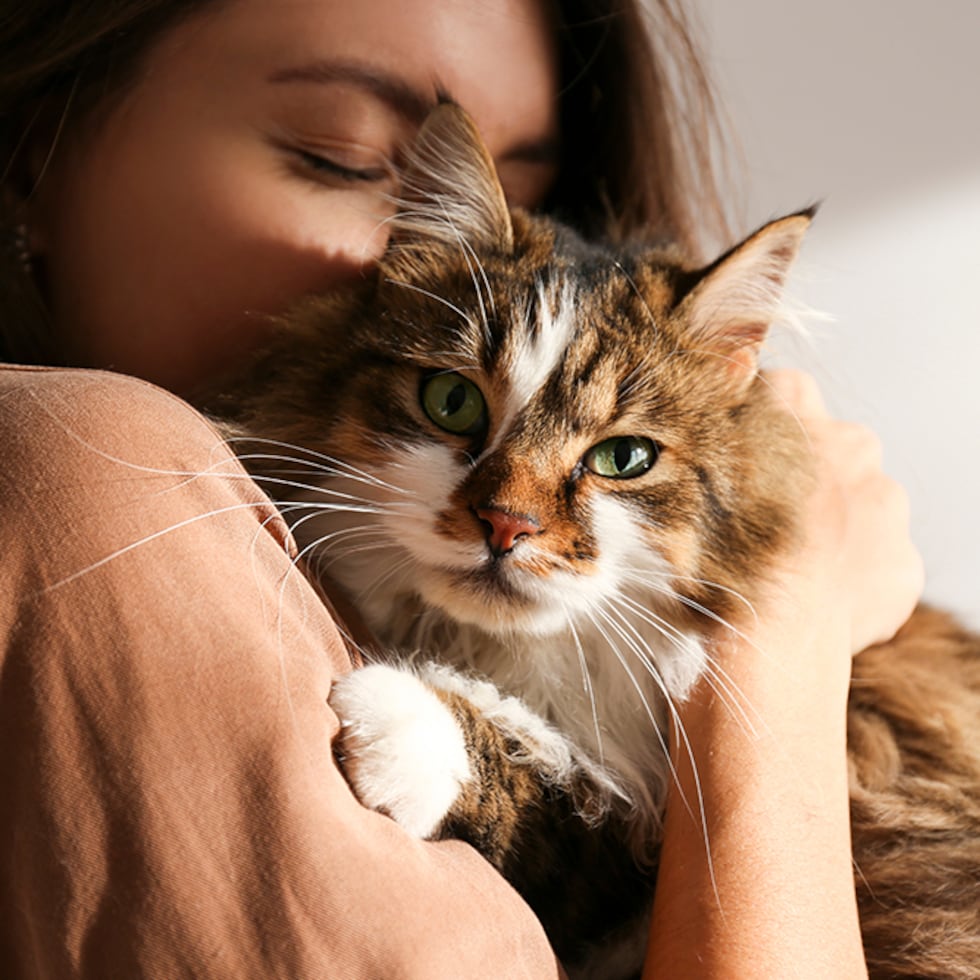 Un gato puede mantener su rutina aunque una condición ya esté desarrollándose.