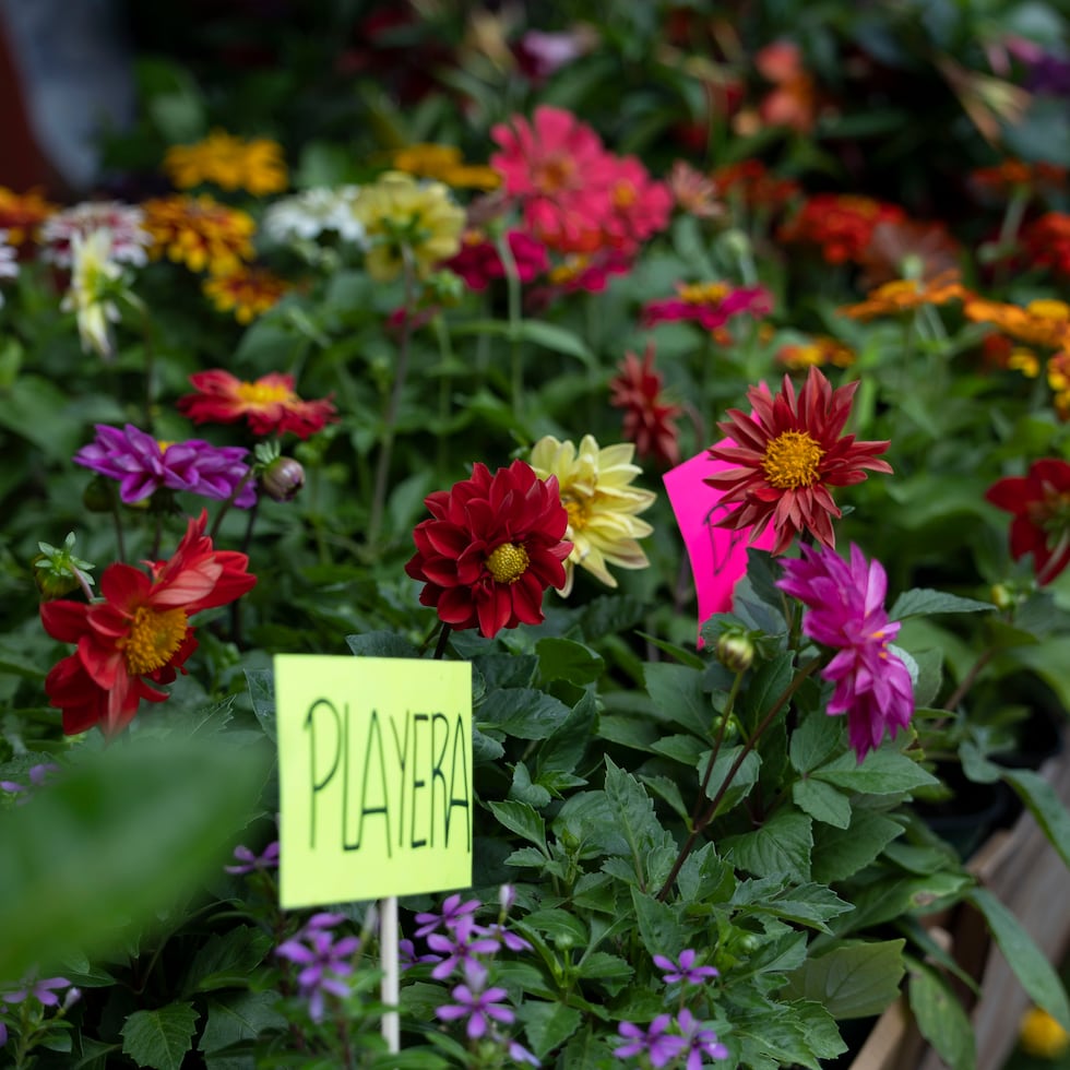Expertos en simbología floral advierten que los colores tienen la capacidad de evocar sentimientos que van desde el luto hasta la pasión romántica.