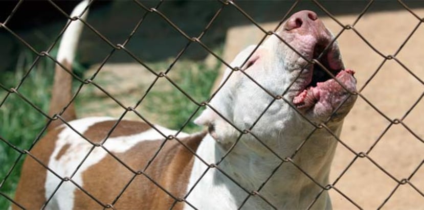 El Departamento de Agricultura y el Colegio de Médicos Veterinarios están a favor de que se enmiende la Ley 70 de 1971, que hace ilegal el poseer un perro de la raza "pitbull terrier" por su presunta peligrosidad. (Archivo)