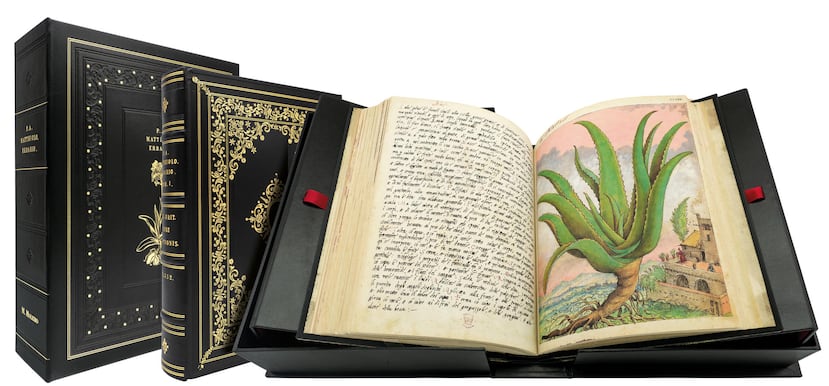 MADRID, 06/10/2026.- Imagen del Dioscórides de Cibo y Mattioli, un herbario iluminado del siglo XVI creado por el artista y botánico italiano Gherardo Cibo. La editorial española Moleiro, especializada en reproducir manuscritos iluminados (ilustrados), asistirá este mes a la Feria Internacional del Libro Monterrey (FILMTY), en México, para exponer una veintena de tesoros del patrimonio bibliográfico mundial custodiados y ocultos al público en las grandes bibliotecas nacionales y museos. La editorial, con sede en Barcelona, explicó este martes que algunas de estas obras son el 'Atlas Vallard', de 1547, cuyo mapa del golfo de México incluye la enigmática isla Bermeja, o el 'Dioscórides' de Cibo y Mattioli (segunda mitad del siglo XVI), obra magna de la medicina renacentista sobre la riqueza del mundo vegetal y sus beneficios para la salud. EFE/Editorial Moleiro -SÓLO USO EDITORIAL/SOLO USO PERMITIDO PARA ILUSTRAR LA NOTICIA QUE APARECE EN EL PIE DE FOTO (CRÉDITO OBLIGATORIO)-