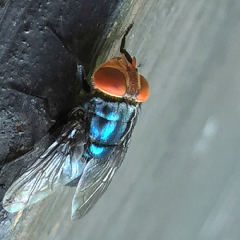 Una mosca adulta del gusano barrenador del Nuevo Mundo