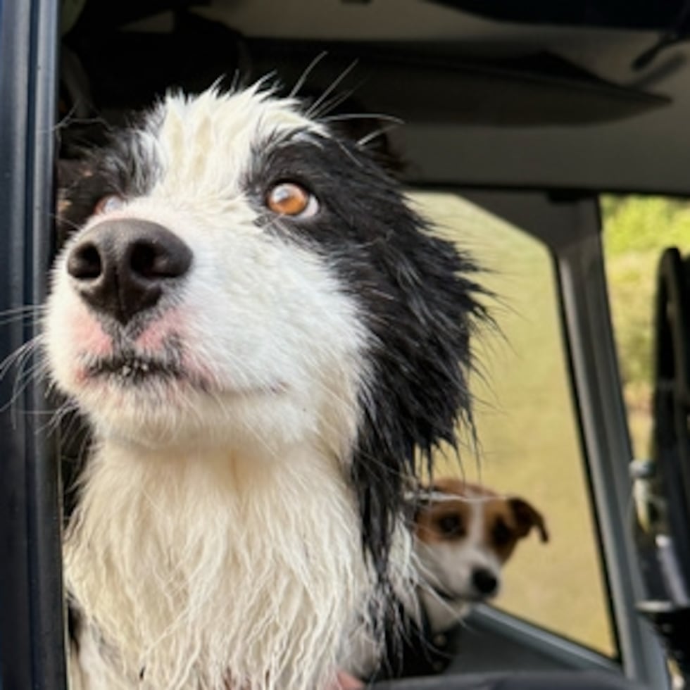 En esta foto publicada por Precision Helicopters Ltd, Molly asoma la cabeza por la puerta de un helicóptero tras ser rescatada en una cascada del río Arahura, en Nueva Zelanda, el 31 de marzo de 2026. (Precision Helicopters Ltd vía AP)