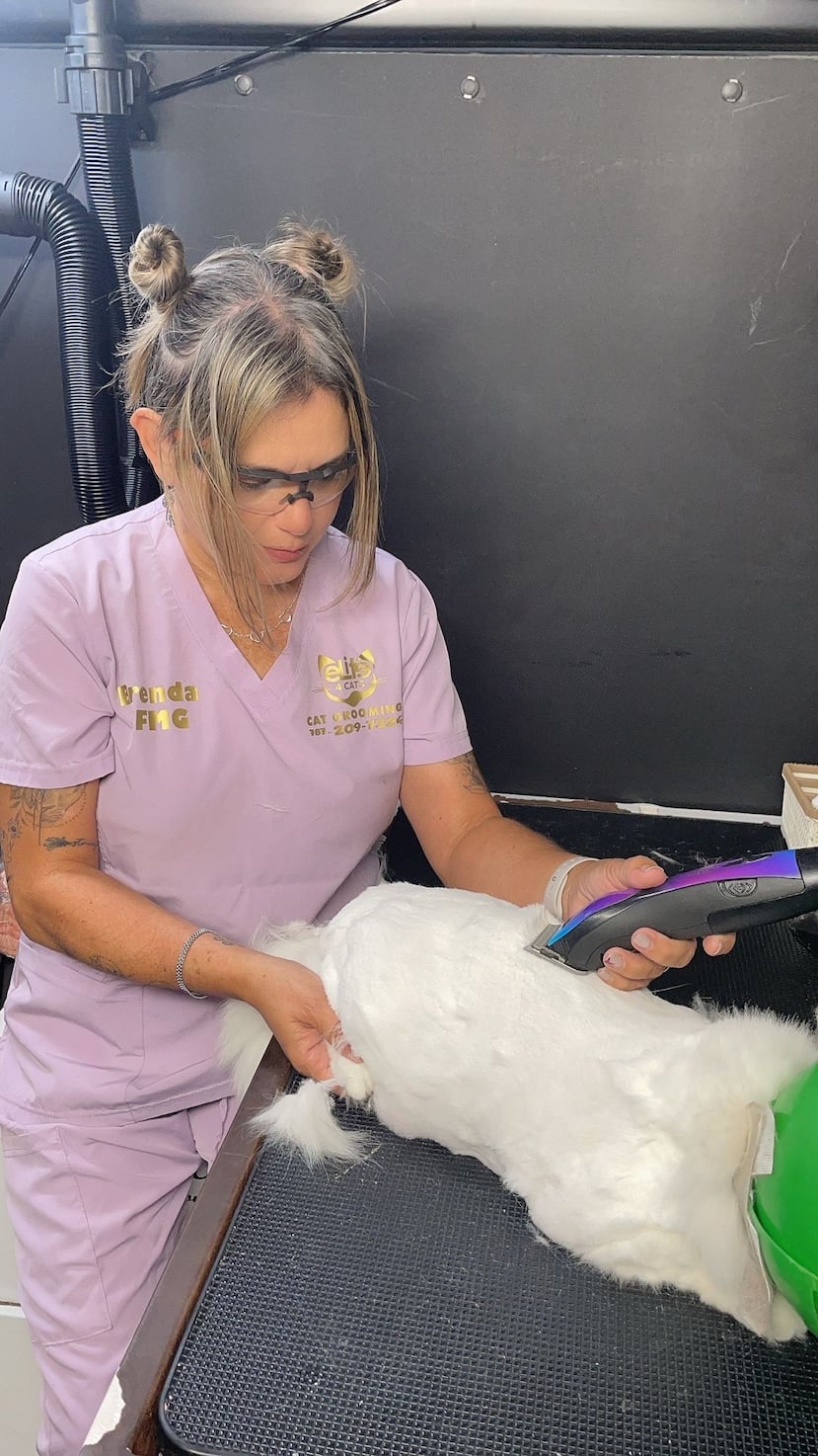 Su enfoque, dijo, está dirigido a “gatitos agresivos, difíciles; estos gatitos que son de difícil manejo, que los veterinarios no quieren atender”.