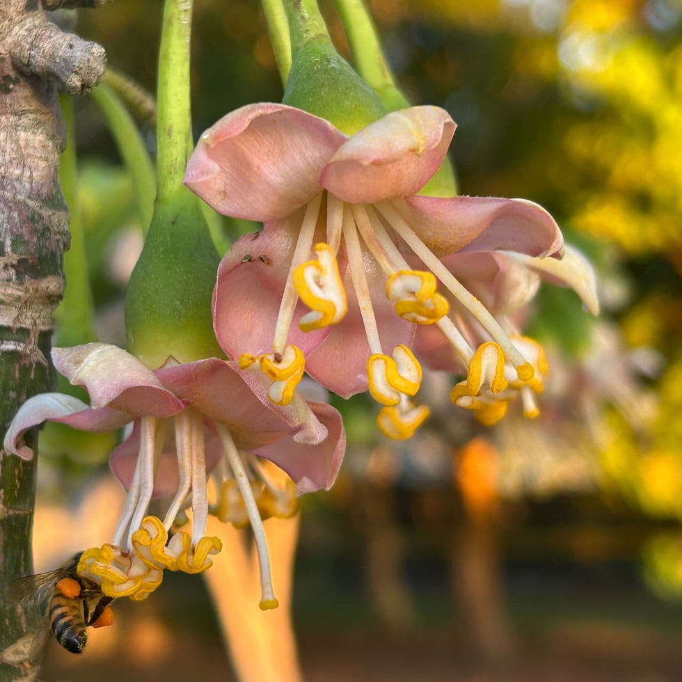 El árbol de ceiba florece en Puerto Rico. Foto tomada por Juliann Rosado, del equipo de reforestación de Para la Naturaleza, en la Hacienda La Esperanza, en Manatí.