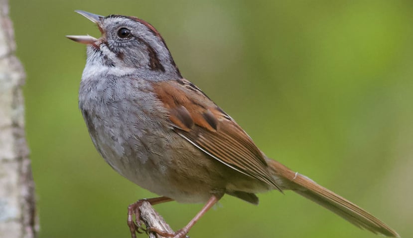 El gorrión americano es capaz de aprender con precisión sus cantos en el 98% de las ocasiones. (Queen Mary University)