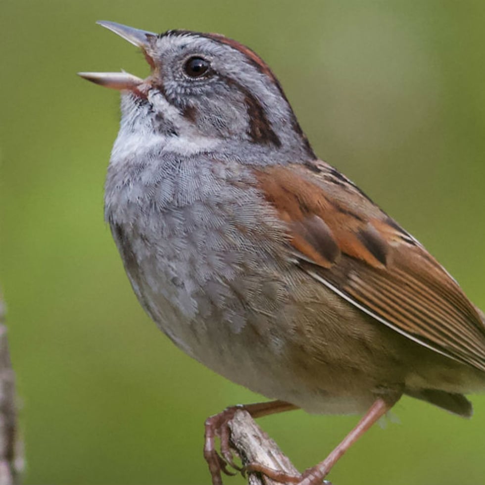 El gorrión americano es capaz de aprender con precisión sus cantos en el 98% de las ocasiones. (Queen Mary University)