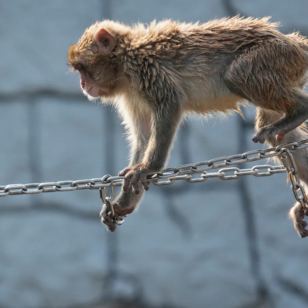 Punch, un joven macaco japonés, juega en el Jardín Zoológico y Botánico de la ciudad de Ichikawa, al este de Tokio.