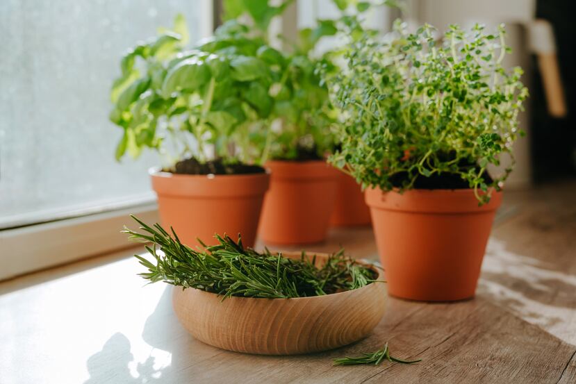 El romero, el orégano, la albahaca y el cilantro son excelentes para aportar aroma, frescura y profundidad a carnes, pastas, vegetales y arroces.