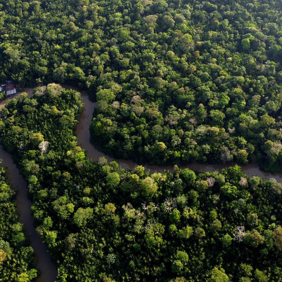 En este caso, la principal característica de la ‘Zamia urarinorum’ es la tolerancia fisiológica a la falta de oxígeno, lo que le permite crecer en suelos saturados de agua e incluso con parte del tallo sumergido.