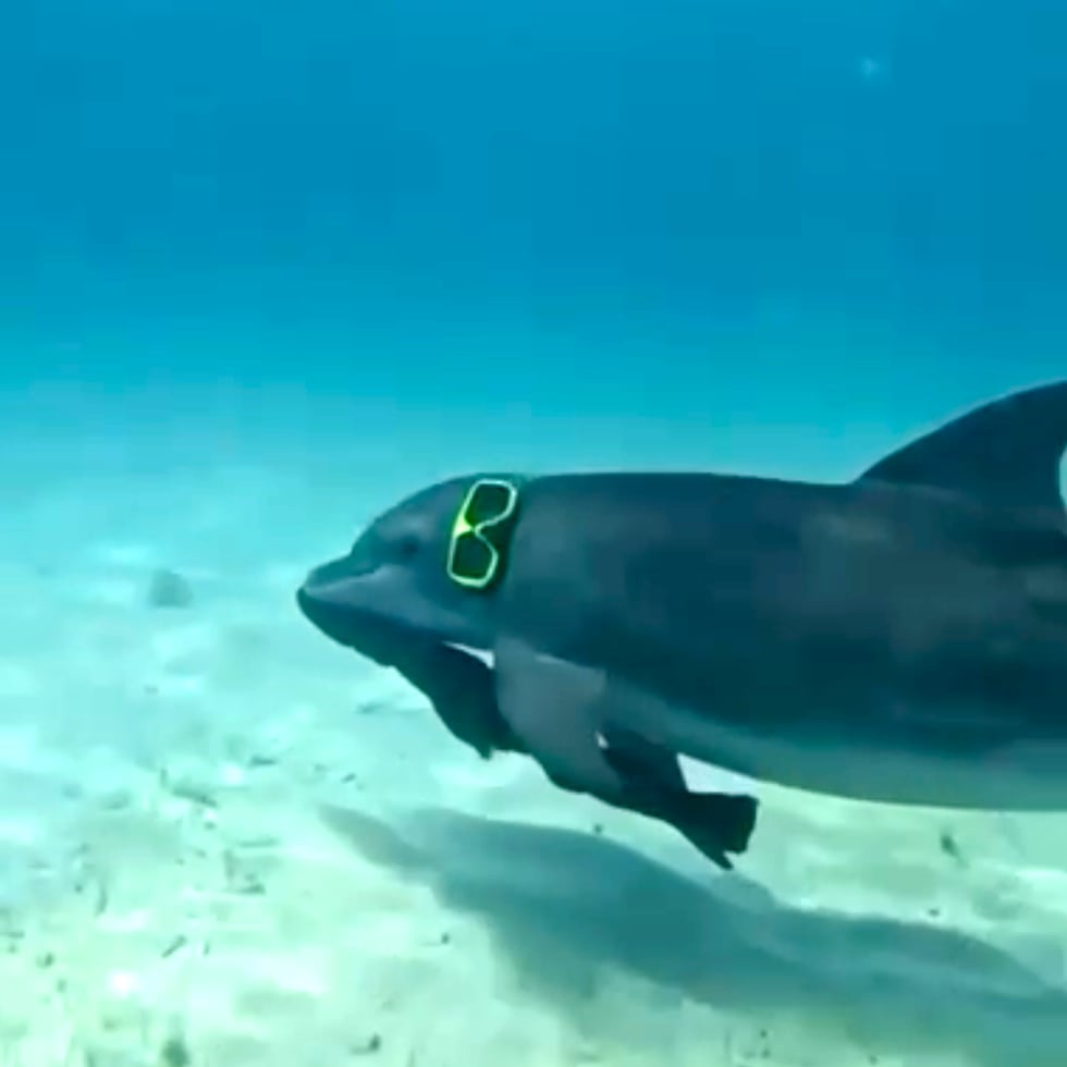 Miguelito es un delfín juvenil macho que ha estado habitando las costas del islote Icacos en Fajardo, y se ha viralizado por sus interacciones con bañistas y turistas.