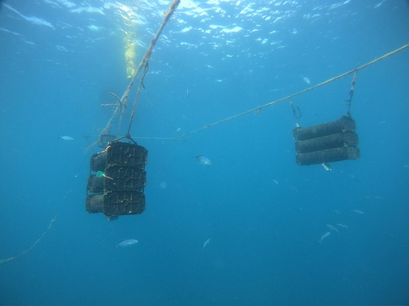 Imagen de la cobertura de: Investigadores y pescadores optimizan el cultivo de ostras en Puerto Rico
