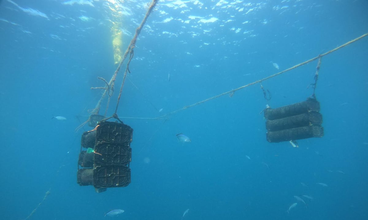 Investigadores y pescadores optimizan cultivo de ostras en Puerto Rico