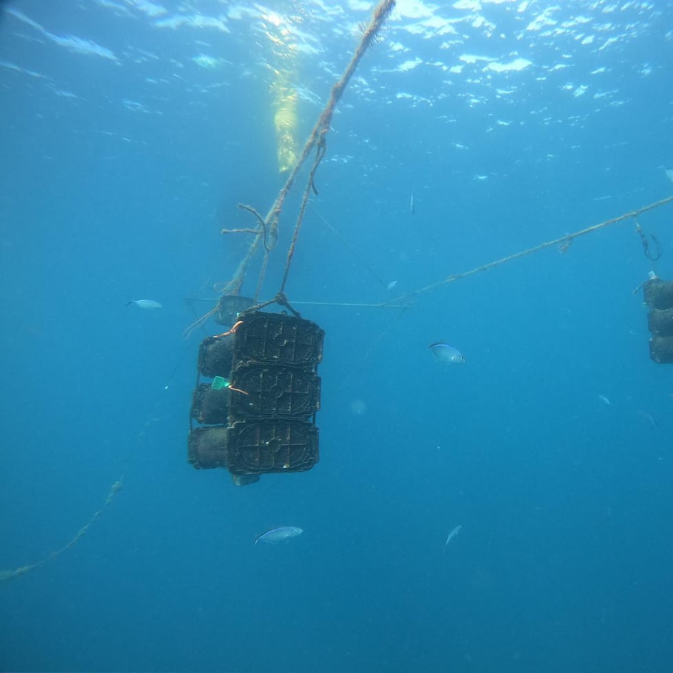 El objetivo del programa piloto es convertir la industria ostrícola en una oportunidad sostenible para pescadores y otros pequeños negocios en Puerto Rico. En la imagen, la finca marina de ostras.