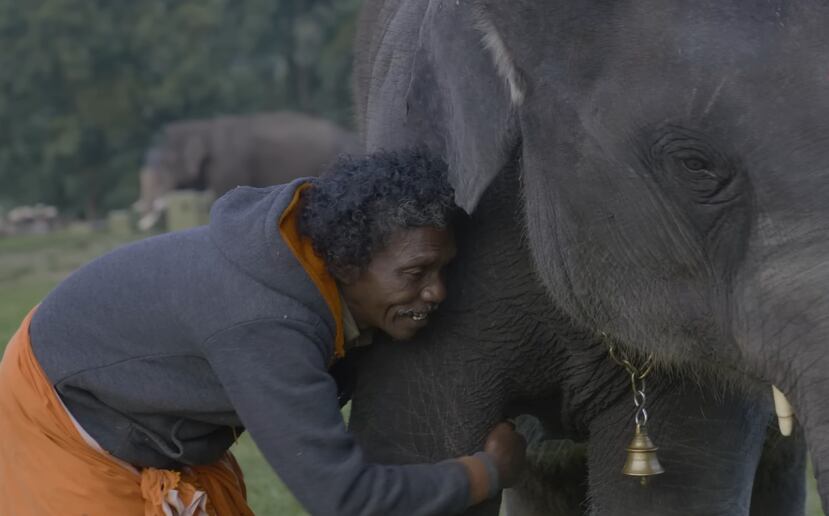 El documental "The Elephants Whisperers" fue estrenada en diciembre de 2022 en Netflix y narra la historia de una cría de un elefante huérfano al cuidado de la pareja, mientras muestra el fuerte vínculo que se establece entre ellos.