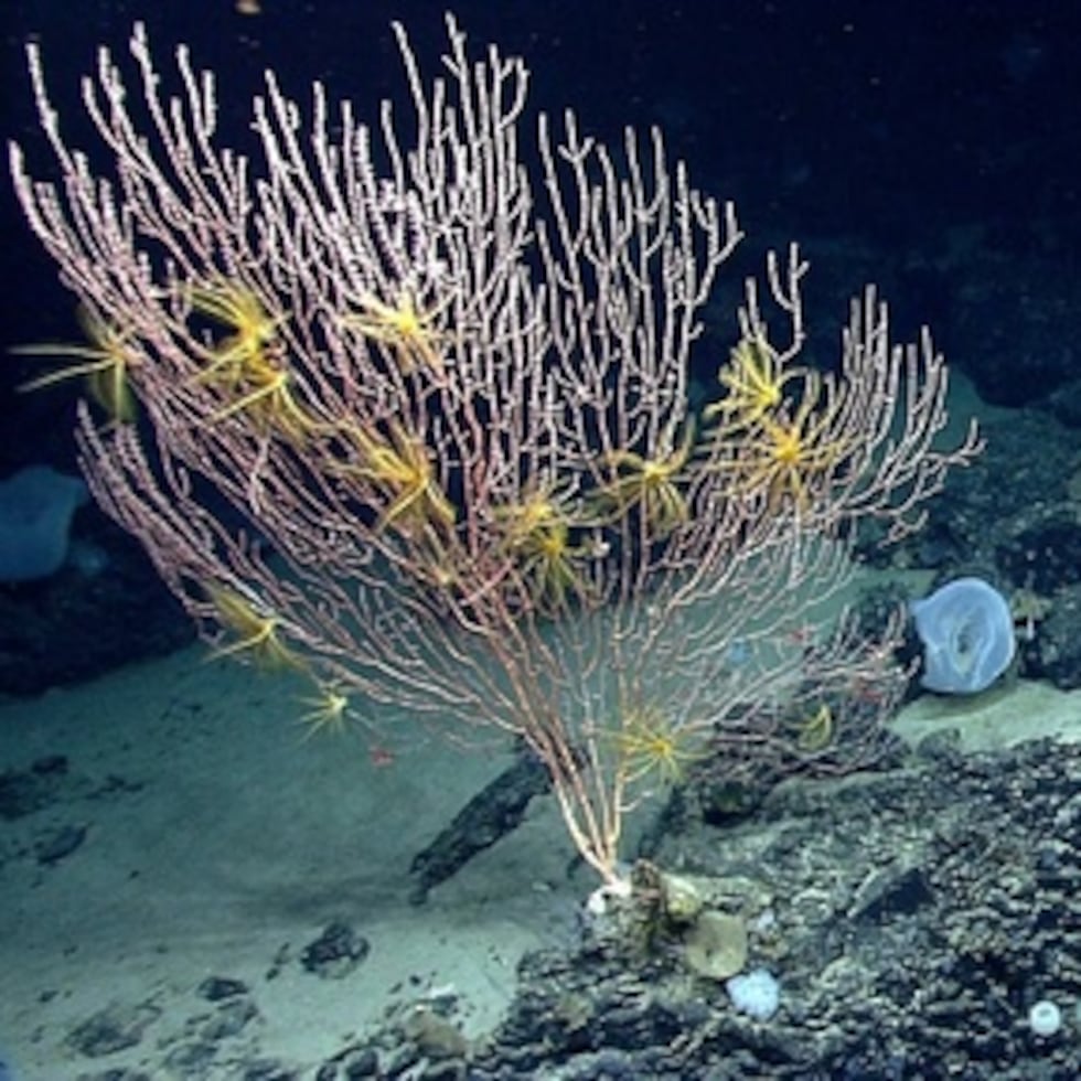 ARCHIVO - Esta imagen de archivo sin fecha facilitada por la Administración Nacional Oceánica y Atmosférica realizada durante la Expedición a los Cañones del Noreste de Estados Unidos 2013, muestra corales en el monte submarino Mytilus frente a la costa de Nueva Inglaterra en el Océano Atlántico Norte. (Oficina de Exploración e Investigación Oceánica de la NOAA vía AP, Archivo)