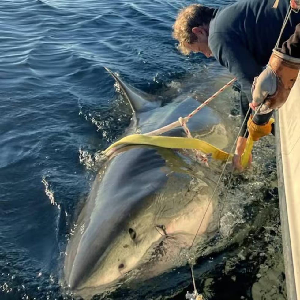 El tiburón blanco conocido como “Contender", considerado el espécimen macho de mayor tamaño monitoreado en el océano Atlántico por el programa científico Ocearch, reapareció en los sistemas de seguimiento luego de varios meses sin transmitir datos de ubicación.