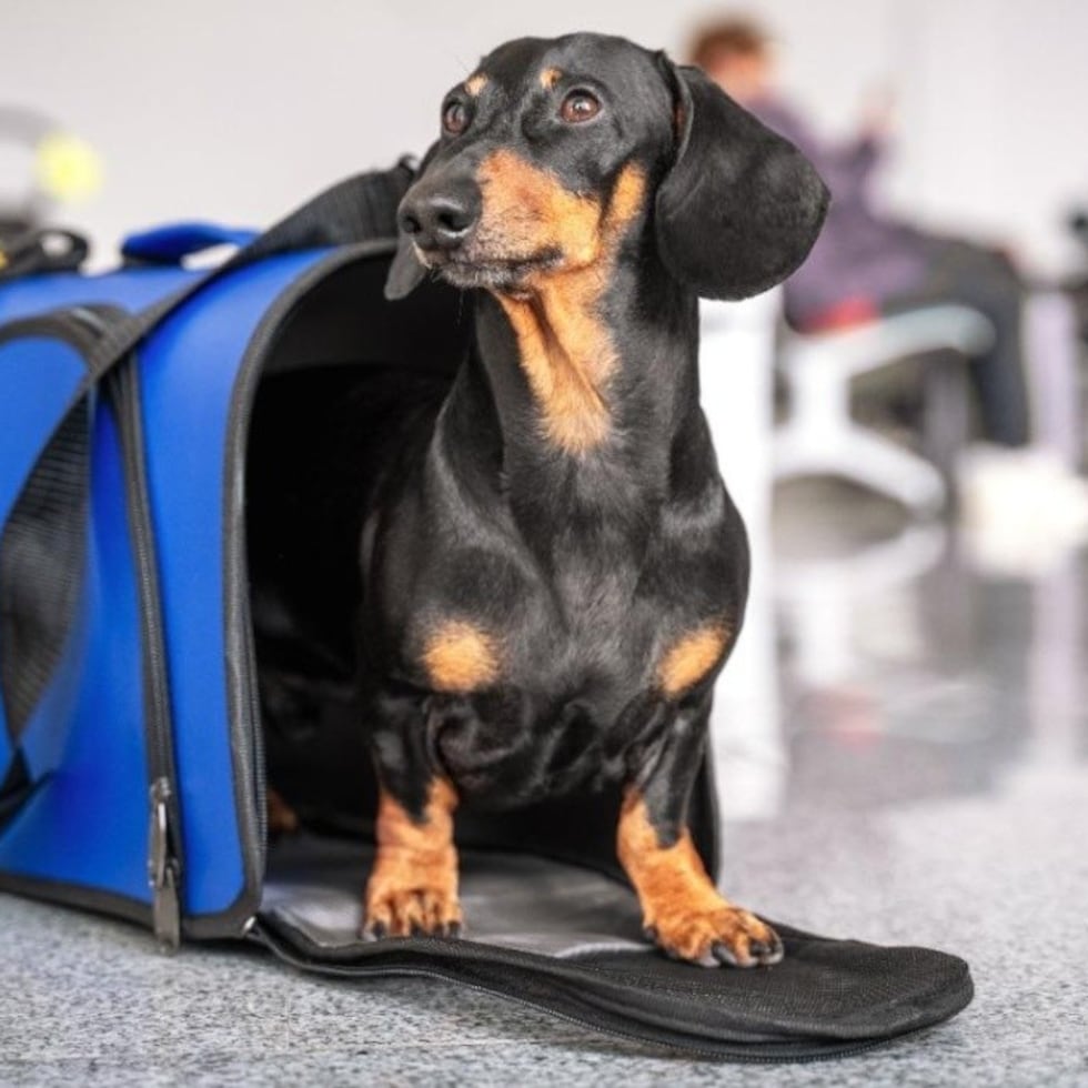 Los contenedores para los perros destinados a pasar entre maletas y cajas durante el viaje deben ser rígidos, ventilados y a prueba de filtraciones.
