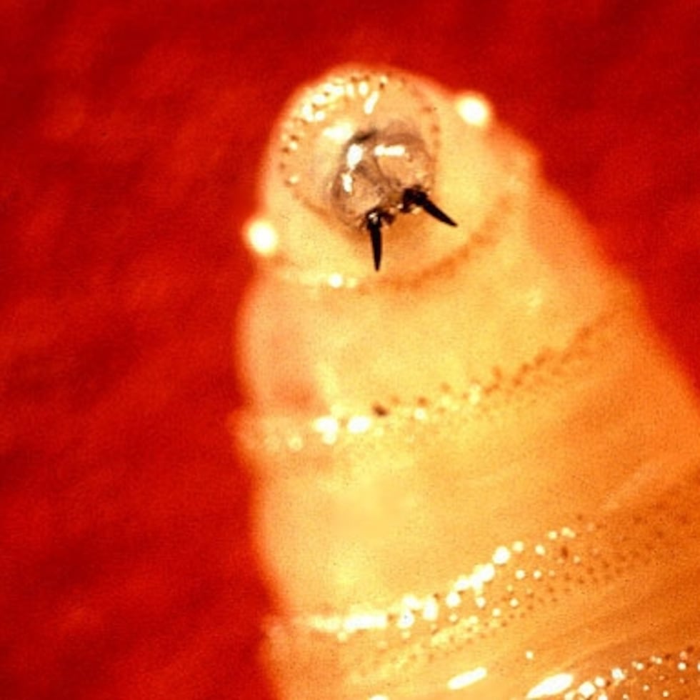 El gusano barrendador es una larva de la mosca Cochliomyia hominivorax que puede invadir los tejidos de cualquier animal de sangre caliente, incluidos los humanos. No obstante, infestan comúnmente al ganado.