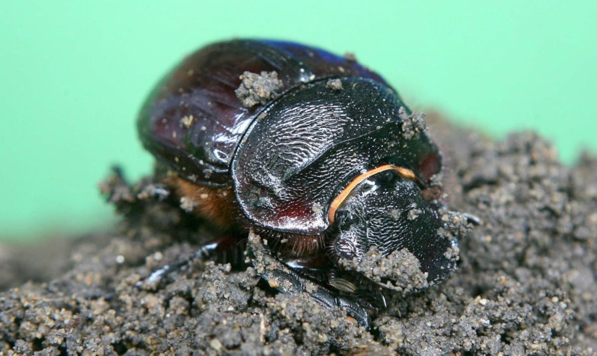 Manicho Insecto Descubren cinco nuevas especies de escarabajos en los Andes de Perú ...