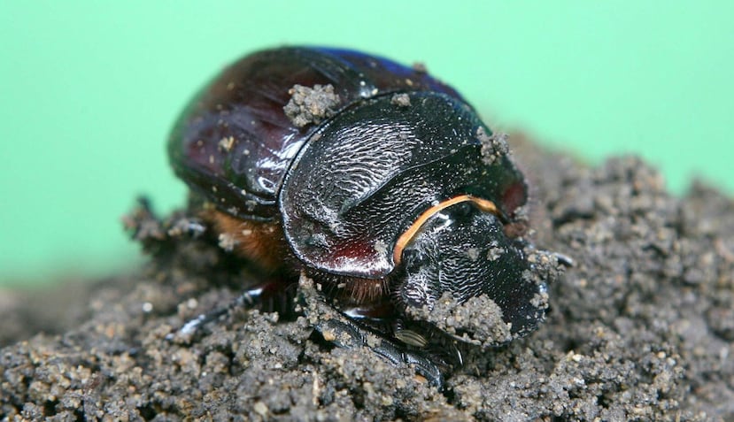 La proteína anticongelante más activa registrada, proviene de un escarabajo del norte de Europa llamado Rhagium mordax (EFE).