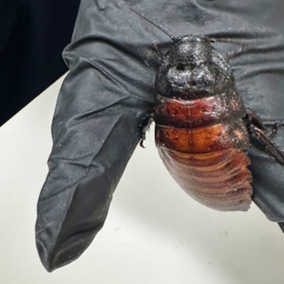 Esta imagen facilitada por el Departamento de Cambio Climático, Energía, Medio Ambiente y Agua de Australia muestra a un miembro del personal sosteniendo una cucaracha silbadora de Madagascar incautada en un criadero comercial en Bathurst, Australia, el martes 26 de mayo de 2026. (Departamento de Cambio Climático, Energía, Medio Ambiente y Agua vía AP)
