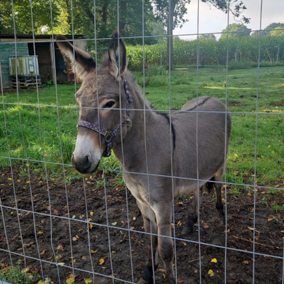 Esta fotografía, difundida por el Departamento de Policía de Cuxhaven, muestra al burro llamado Freddy en su recinto de Holssel, cerca de Cuxhaven (Alemania), el viernes 21 de agosto de 2026. (Polizei Cuxhaven vía AP)