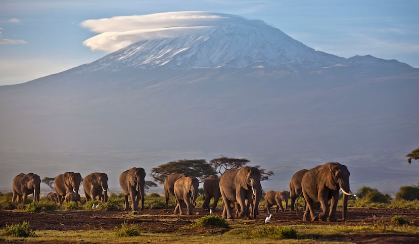 En esta imagen de archivo, tomada el 17 de diciembre de 2012, una manada de elefantes caminan al amanecer con la montaña más alta de África, el Monte Kilimanjaro, en Tanzania, de fondo, visto desde el Parque Nacional Amboseli en el sur de Kenia.